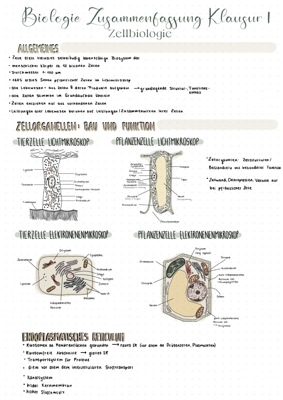 Biologie Zusammenfassung Klausur 1
Zellbiologie
ALLGEMEINES
• Zelle stellt kleinstes selbständig lebensfähige Biosystem dar
• menschlicher K