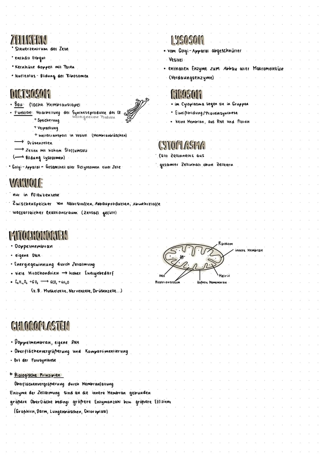 Biologie Zusammenfassung Klausur 1
Zellbiologie
ALLGEMEINES
• Zelle stellt kleinstes selbständig lebensfähige Biosystem dar
• menschlicher K