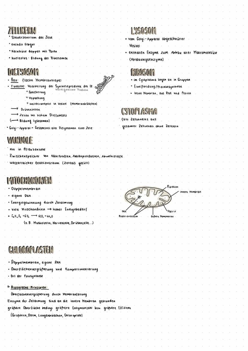 Biologie Zusammenfassung Klausur 1
Zellbiologie
ALLGEMEINES
• Zelle stellt kleinstes selbständig lebensfähige Biosystem dar
• menschlicher K