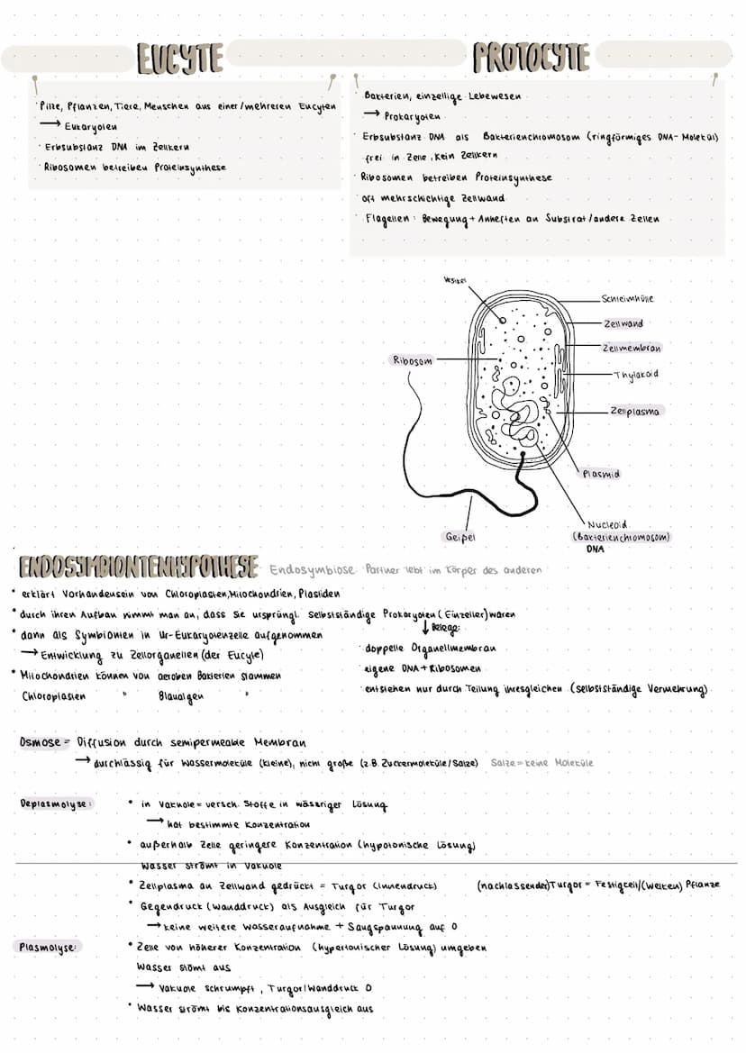 Biologie Zusammenfassung Klausur 1
Zellbiologie
ALLGEMEINES
• Zelle stellt kleinstes selbständig lebensfähige Biosystem dar
• menschlicher K