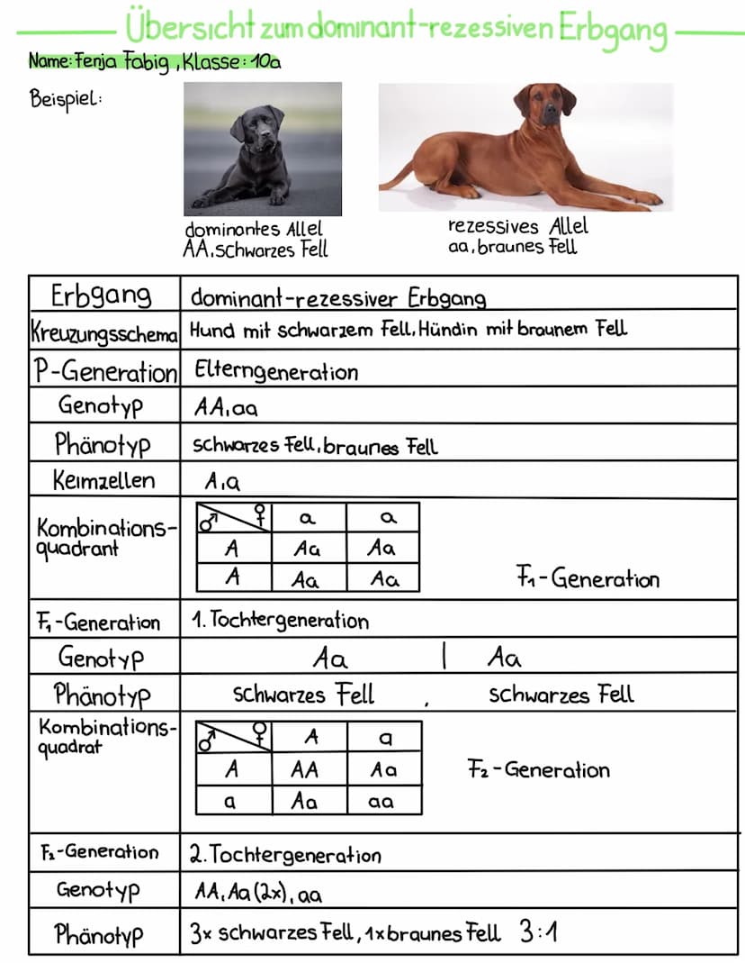 Regeln und Wortklärungen zum Kreuzungsschema:
Definition dominant-rezessiver Erbgang:
Bei dieser Form der Vererbung dominiert eines der Alle
