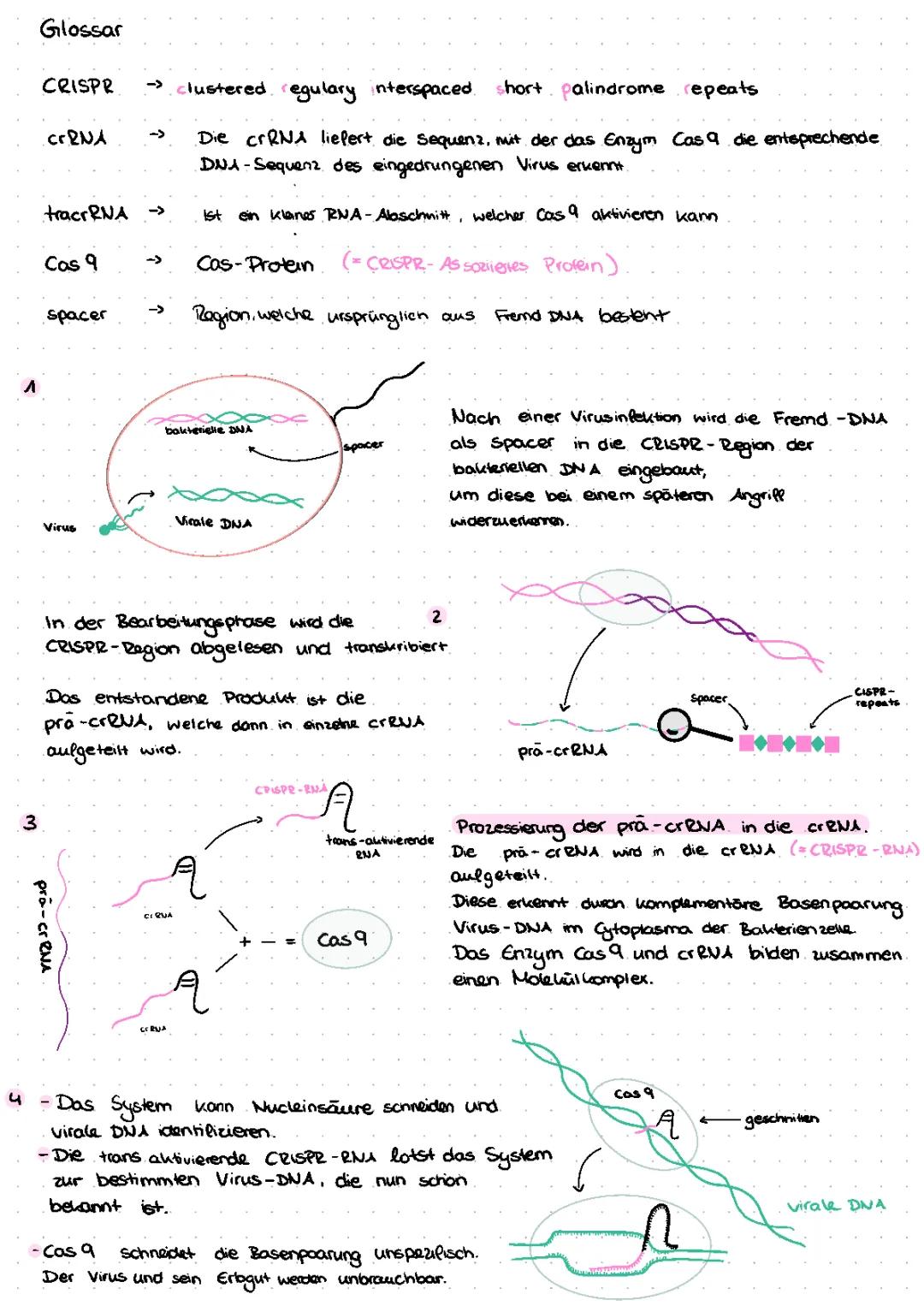 Ablauf CRISPR CAS 9