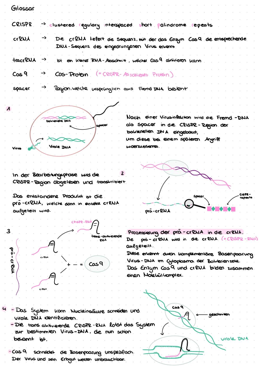3
Glossar
CRISPR
crRNA
tracrRNA
Cas 9
spacer
Virus
→ clustered regulary interspaced short palindrome repeats
Die crRNA liefert die sequenz, 