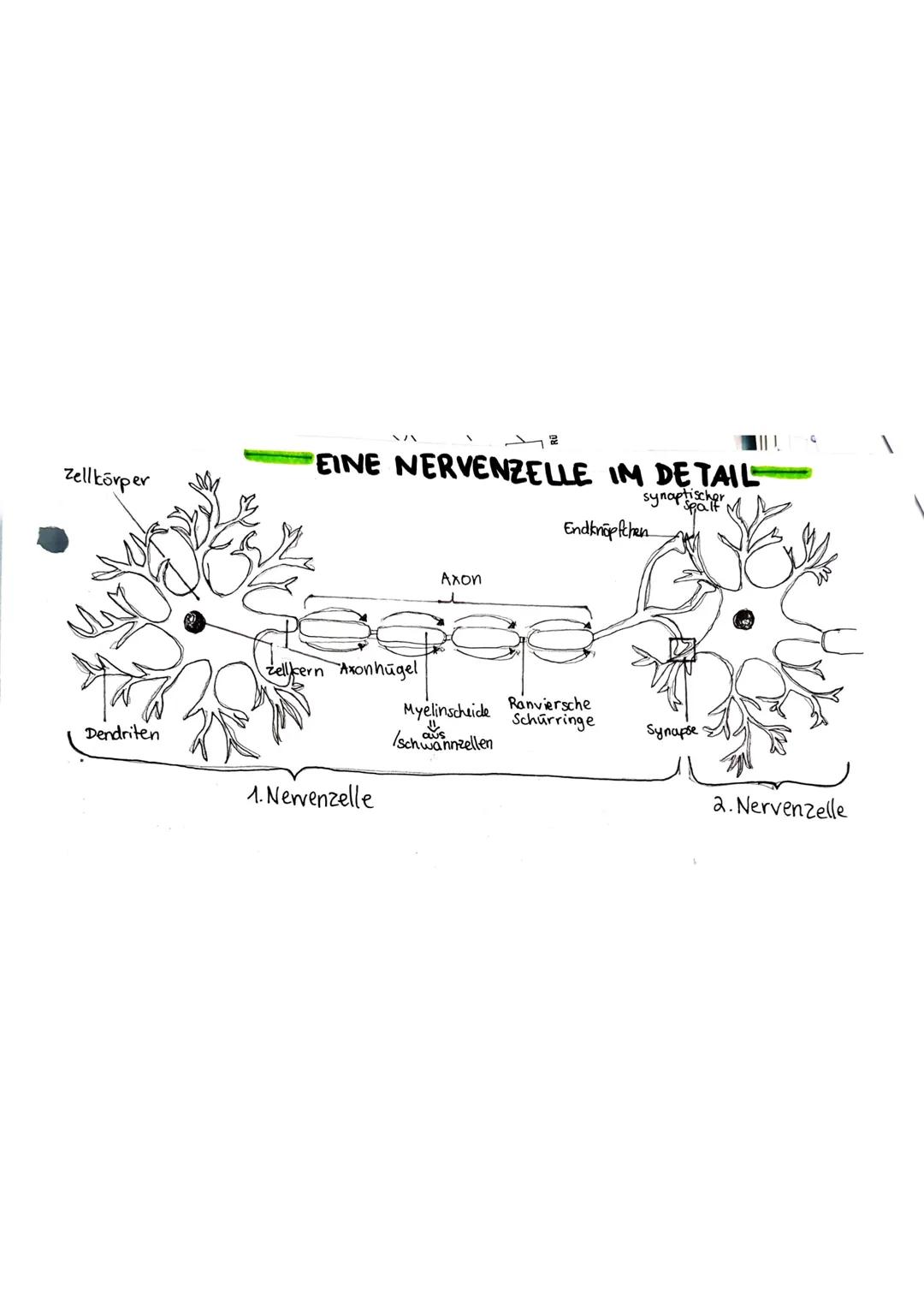 Zellkörper

EINE NERVENZELLE IM DETAIL

synaptischer
Spalf

Endknöpfchen

Axon

zellikern Axonhügel

Myelinscheide Ranviersche
Schürringe
De