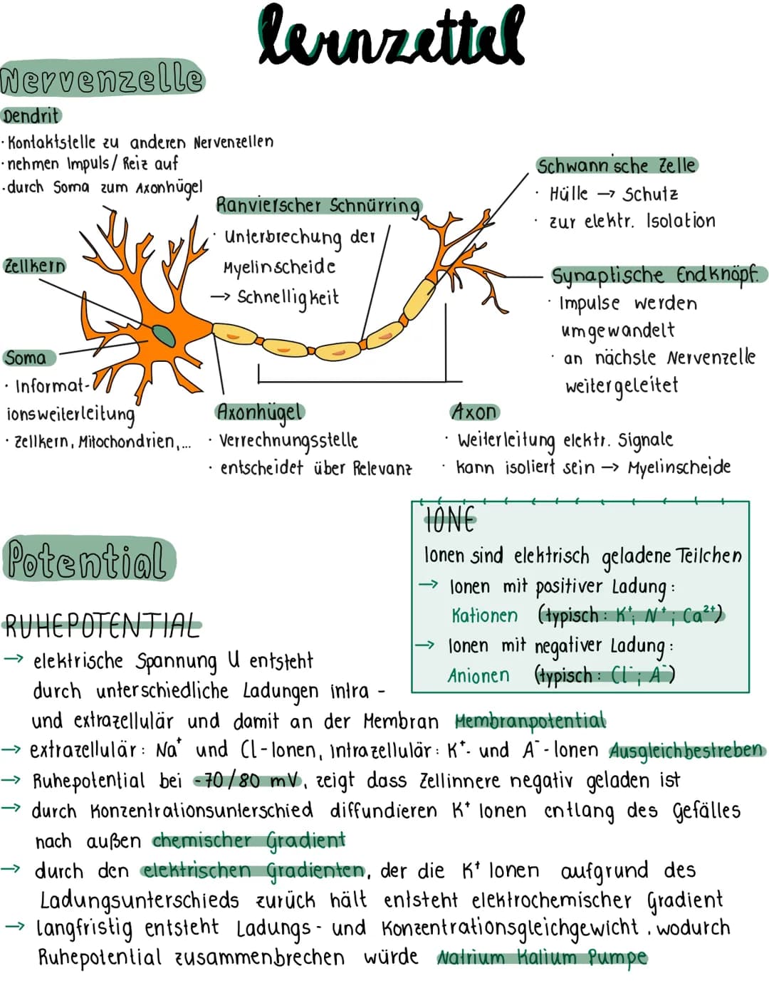 Nervenzelle
Dendrit
· Kontaktstelle zu anderen Nervenzellen
nehmen Impuls/ Reiz auf
-durch Soma zum Axonhügel
Zellkern
Soma
Informat-
lernze