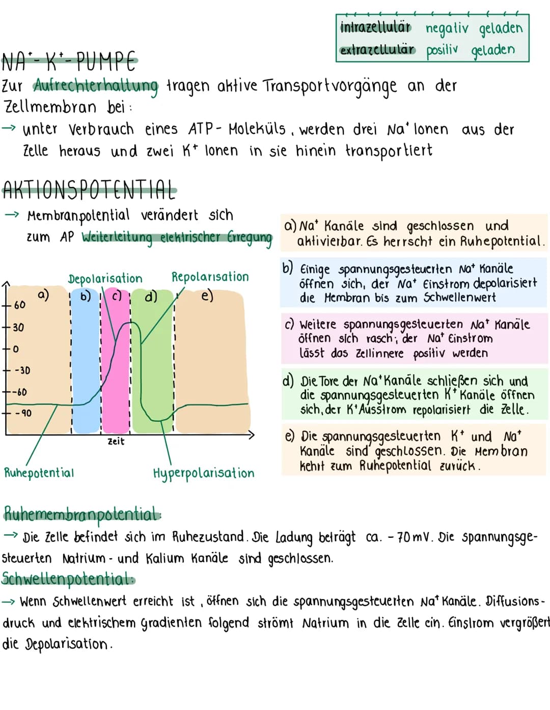 Nervenzelle
Dendrit
· Kontaktstelle zu anderen Nervenzellen
nehmen Impuls/ Reiz auf
-durch Soma zum Axonhügel
Zellkern
Soma
Informat-
lernze
