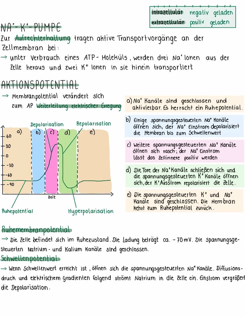 Nervenzelle
Dendrit
· Kontaktstelle zu anderen Nervenzellen
nehmen Impuls/ Reiz auf
-durch Soma zum Axonhügel
Zellkern
Soma
Informat-
lernze