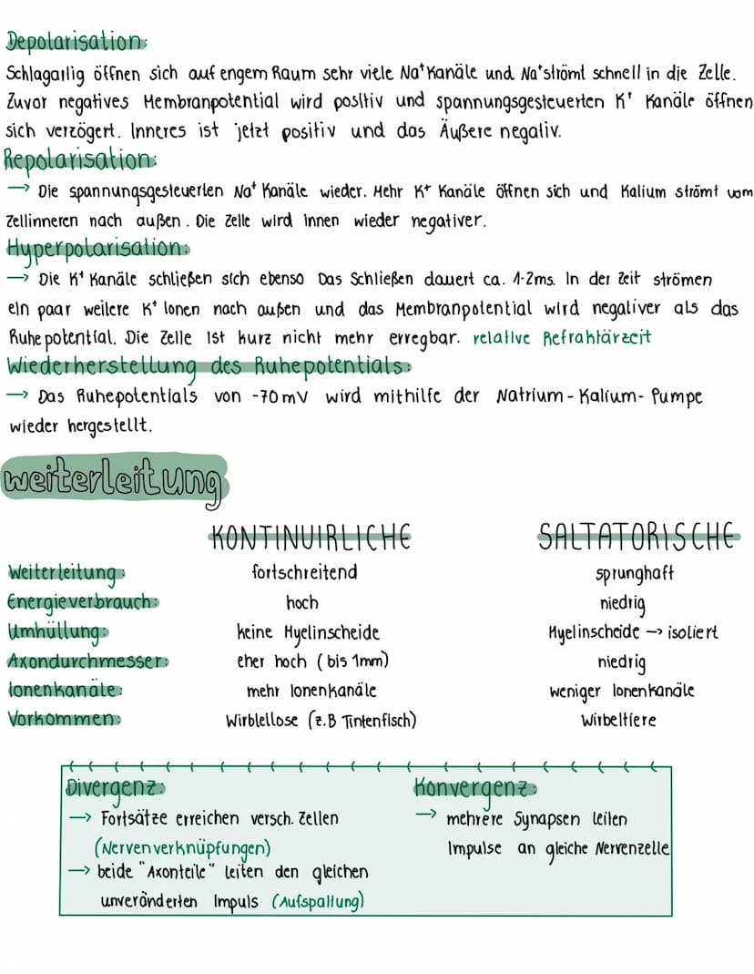 Nervenzelle
Dendrit
· Kontaktstelle zu anderen Nervenzellen
nehmen Impuls/ Reiz auf
-durch Soma zum Axonhügel
Zellkern
Soma
Informat-
lernze
