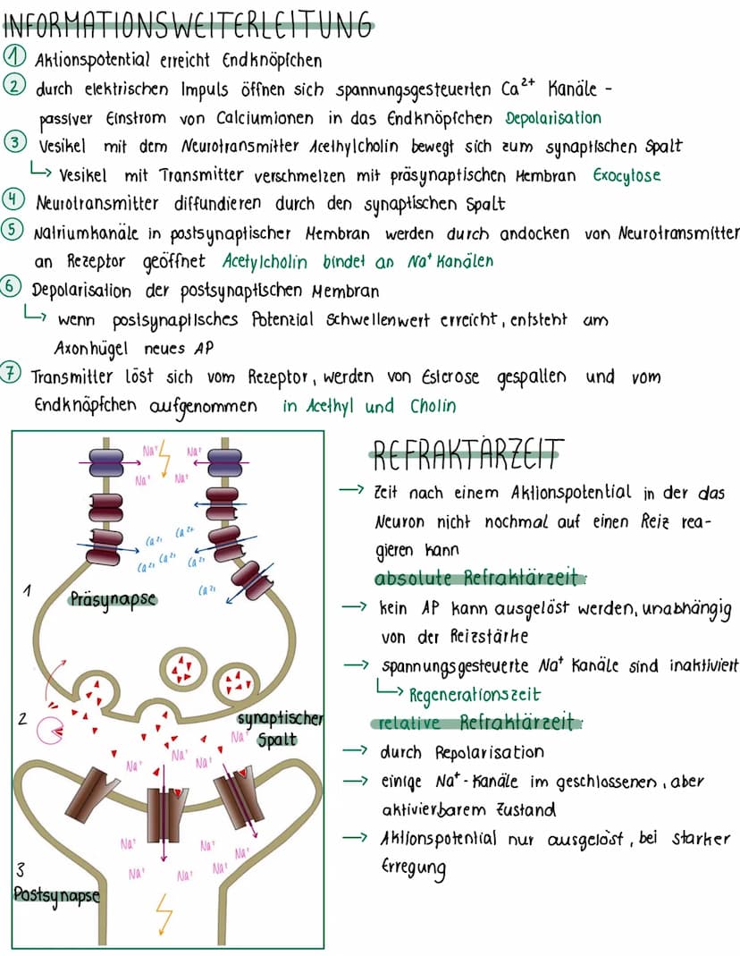 Nervenzelle
Dendrit
· Kontaktstelle zu anderen Nervenzellen
nehmen Impuls/ Reiz auf
-durch Soma zum Axonhügel
Zellkern
Soma
Informat-
lernze