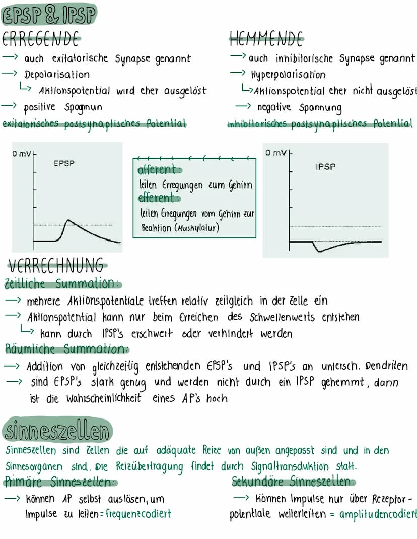 Nervenzelle
Dendrit
· Kontaktstelle zu anderen Nervenzellen
nehmen Impuls/ Reiz auf
-durch Soma zum Axonhügel
Zellkern
Soma
Informat-
lernze
