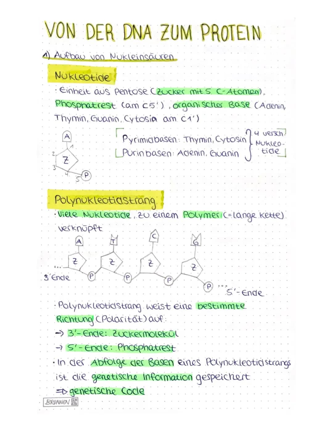 VON DER DNA ZUM PROTEIN
4) Aufbau von Nukleinsäuren
Nukleotide
Einheit aus Pentose (Zucker mit 5 C-Atomen),
Phosphatrest cam c5!), organisch