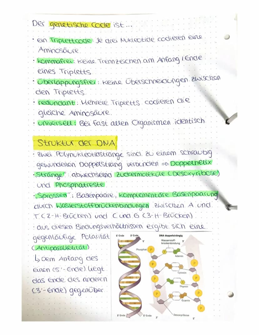 VON DER DNA ZUM PROTEIN
4) Aufbau von Nukleinsäuren
Nukleotide
Einheit aus Pentose (Zucker mit 5 C-Atomen),
Phosphatrest cam c5!), organisch