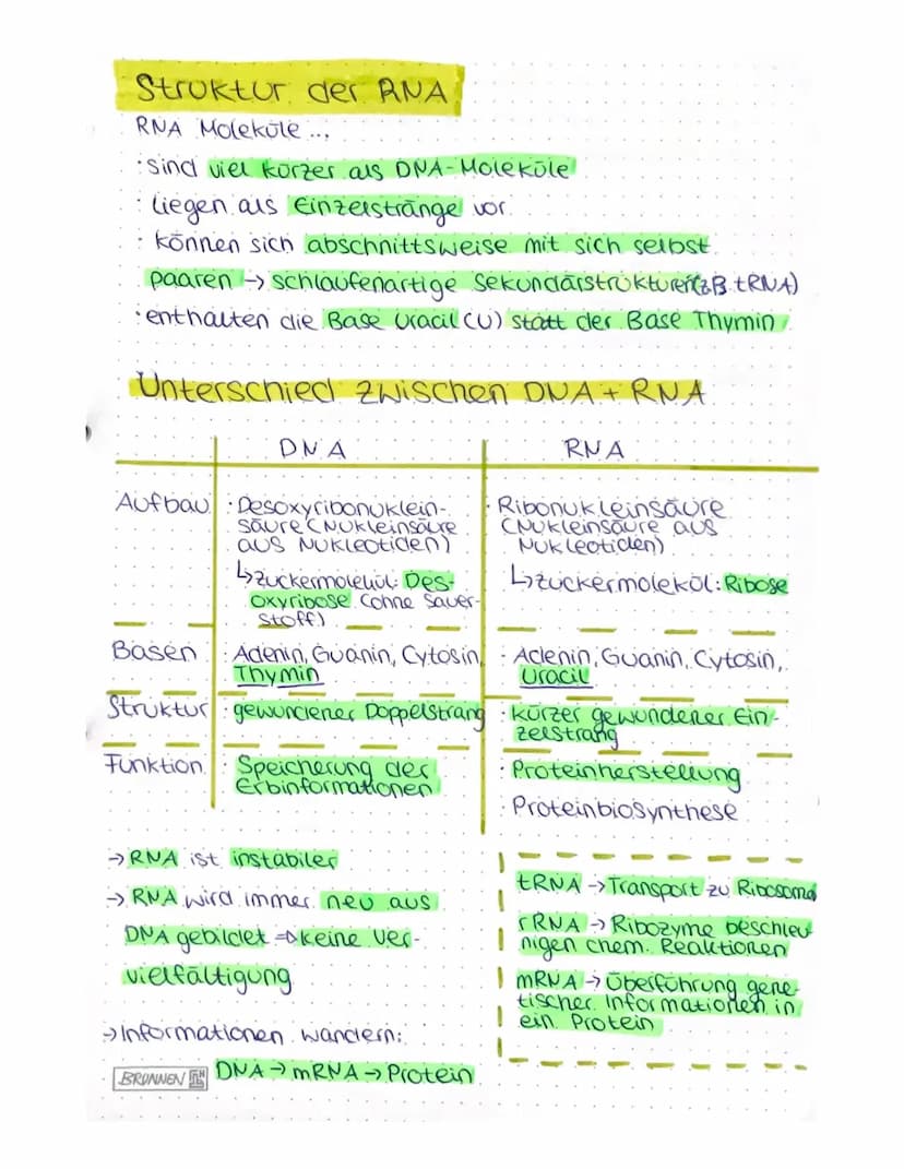 VON DER DNA ZUM PROTEIN
4) Aufbau von Nukleinsäuren
Nukleotide
Einheit aus Pentose (Zucker mit 5 C-Atomen),
Phosphatrest cam c5!), organisch