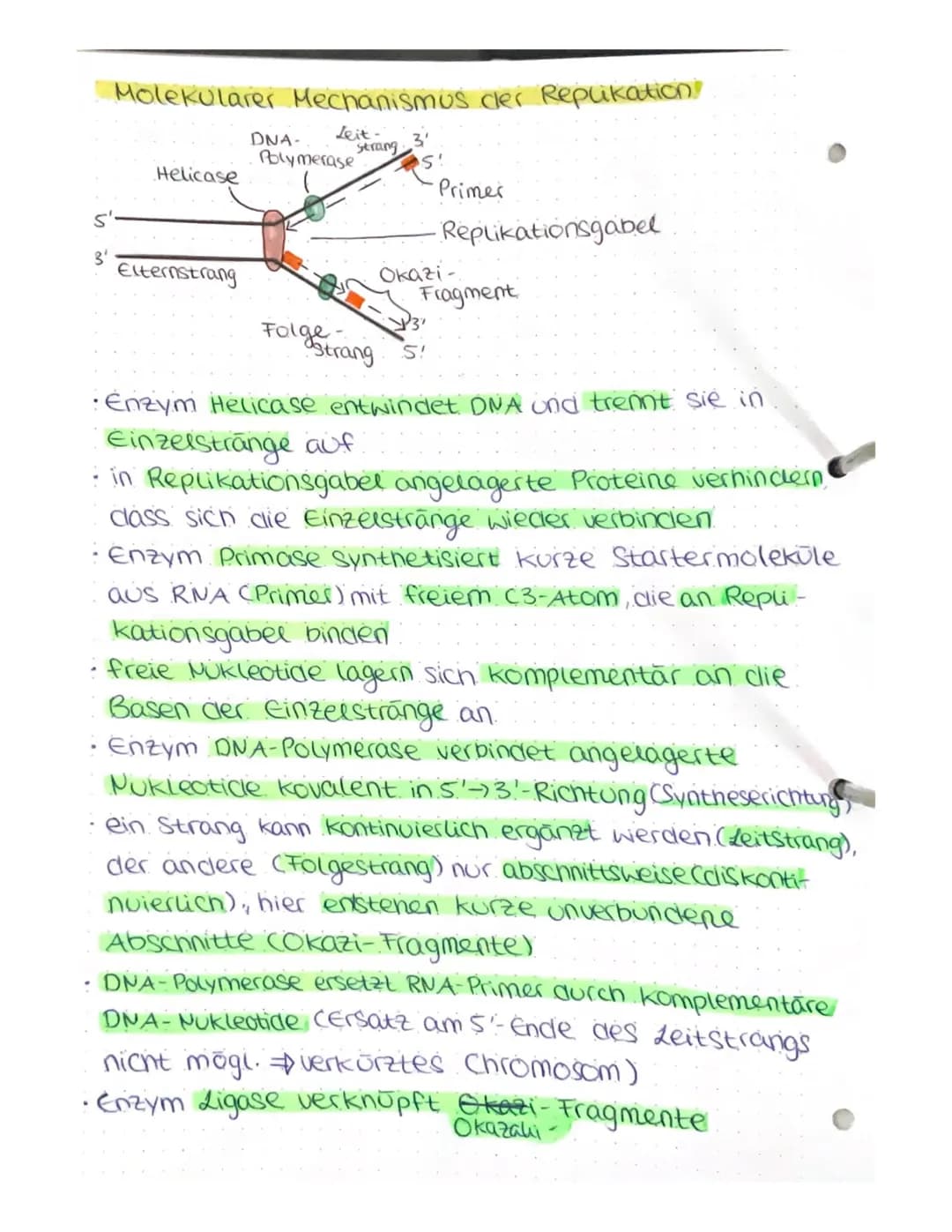 VON DER DNA ZUM PROTEIN
4) Aufbau von Nukleinsäuren
Nukleotide
Einheit aus Pentose (Zucker mit 5 C-Atomen),
Phosphatrest cam c5!), organisch