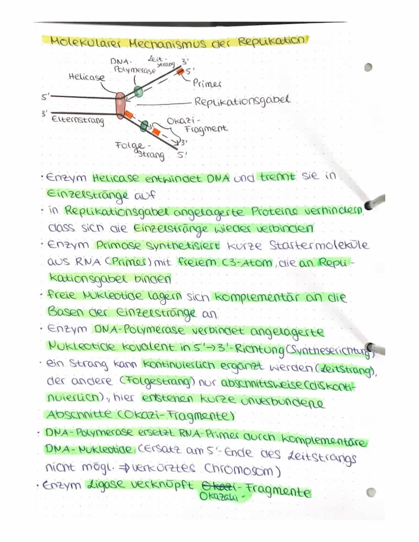 VON DER DNA ZUM PROTEIN
4) Aufbau von Nukleinsäuren
Nukleotide
Einheit aus Pentose (Zucker mit 5 C-Atomen),
Phosphatrest cam c5!), organisch