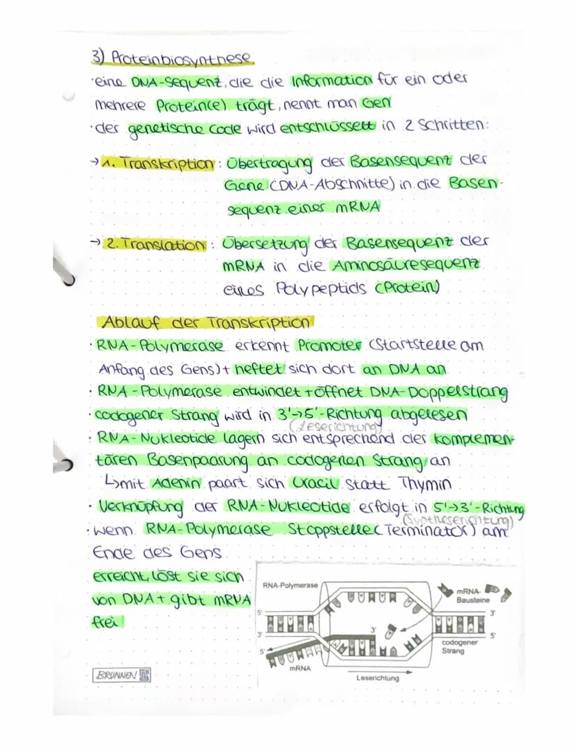 VON DER DNA ZUM PROTEIN
4) Aufbau von Nukleinsäuren
Nukleotide
Einheit aus Pentose (Zucker mit 5 C-Atomen),
Phosphatrest cam c5!), organisch
