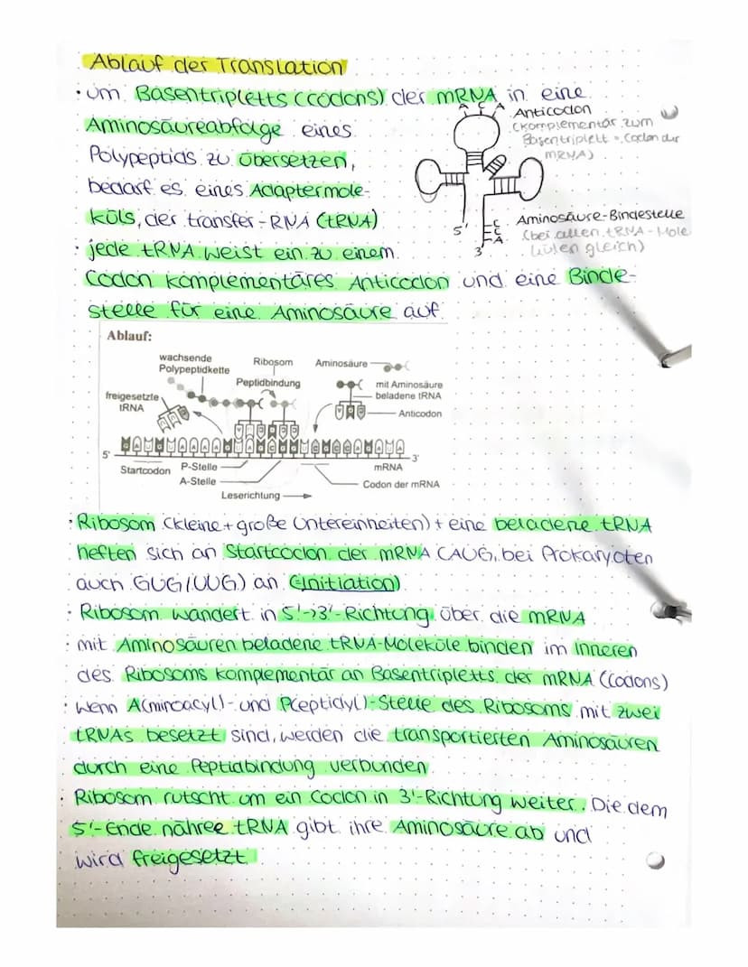 VON DER DNA ZUM PROTEIN
4) Aufbau von Nukleinsäuren
Nukleotide
Einheit aus Pentose (Zucker mit 5 C-Atomen),
Phosphatrest cam c5!), organisch