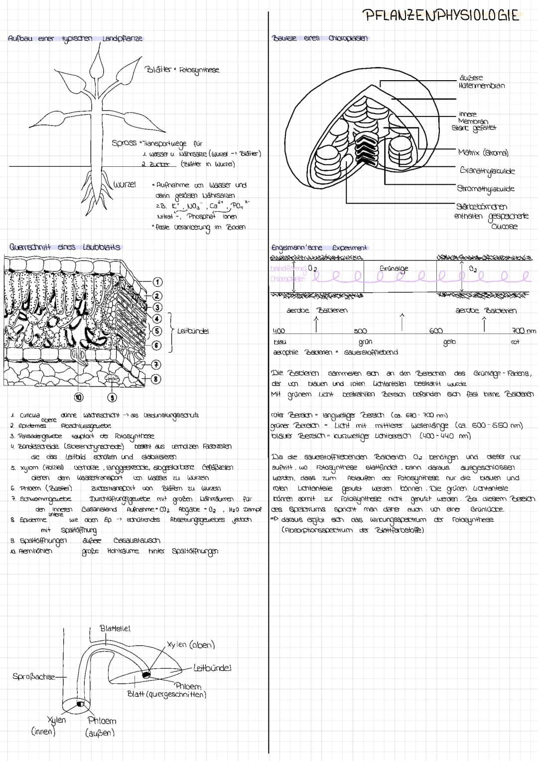 Fotosynthese 