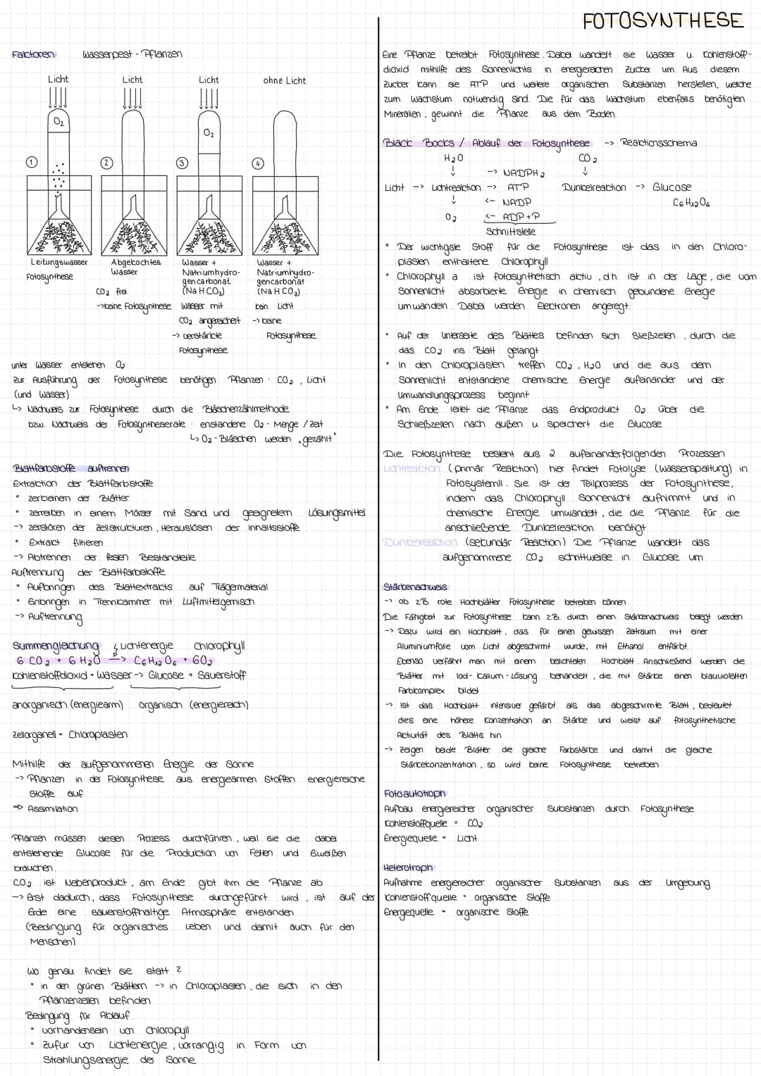 Aufbau einer typischen Landpflanze
Querrschnitt eines Laubblatts
obere
Sproßachse
(10)
Spross Transportwege für
Wurzel
Xylen
(innen)
9
Blatt