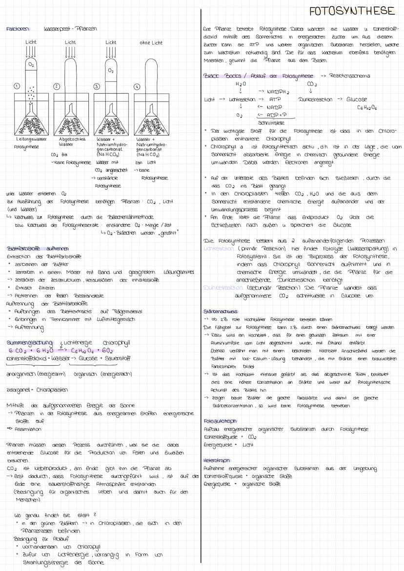 Aufbau einer typischen Landpflanze
Querrschnitt eines Laubblatts
obere
Sproßachse
(10)
Spross Transportwege für
Wurzel
Xylen
(innen)
9
Blatt