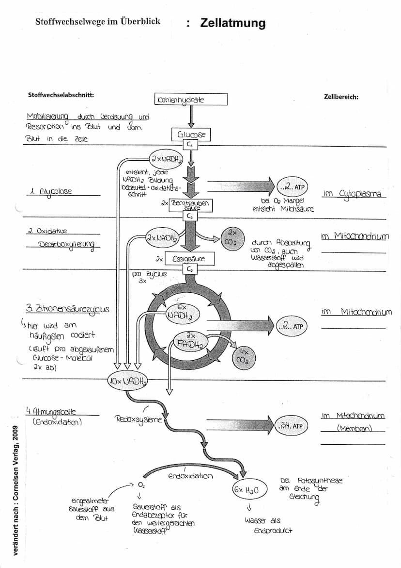 Aufbau einer typischen Landpflanze
Querrschnitt eines Laubblatts
obere
Sproßachse
(10)
Spross Transportwege für
Wurzel
Xylen
(innen)
9
Blatt