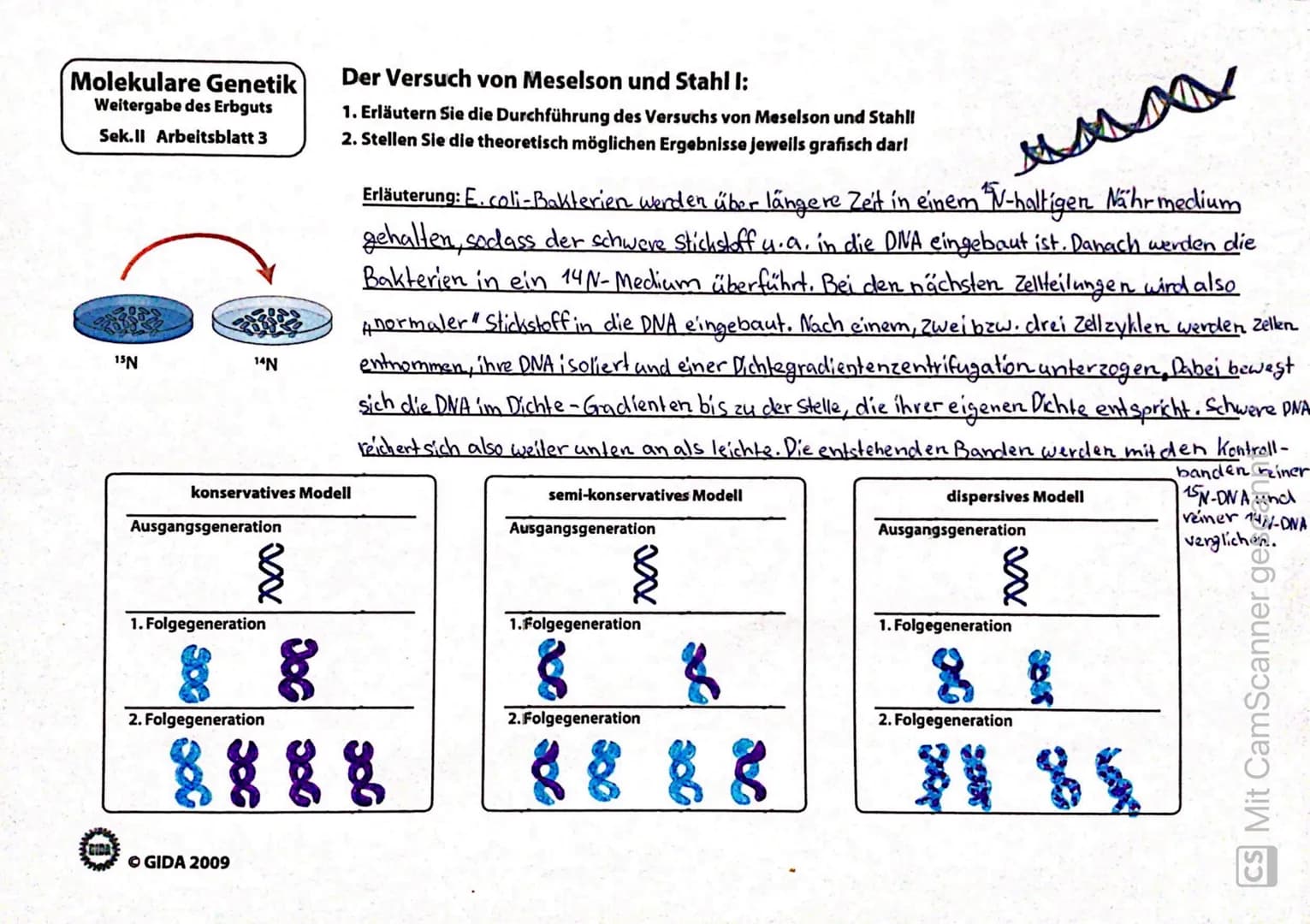 Molekulare Genetik
Weitergabe des Erbguts
Sek.ll Arbeitsblatt 3
GIDA
15N
14N
Ausgangsgeneration
konservatives Modell
1. Folgegeneration
2. F