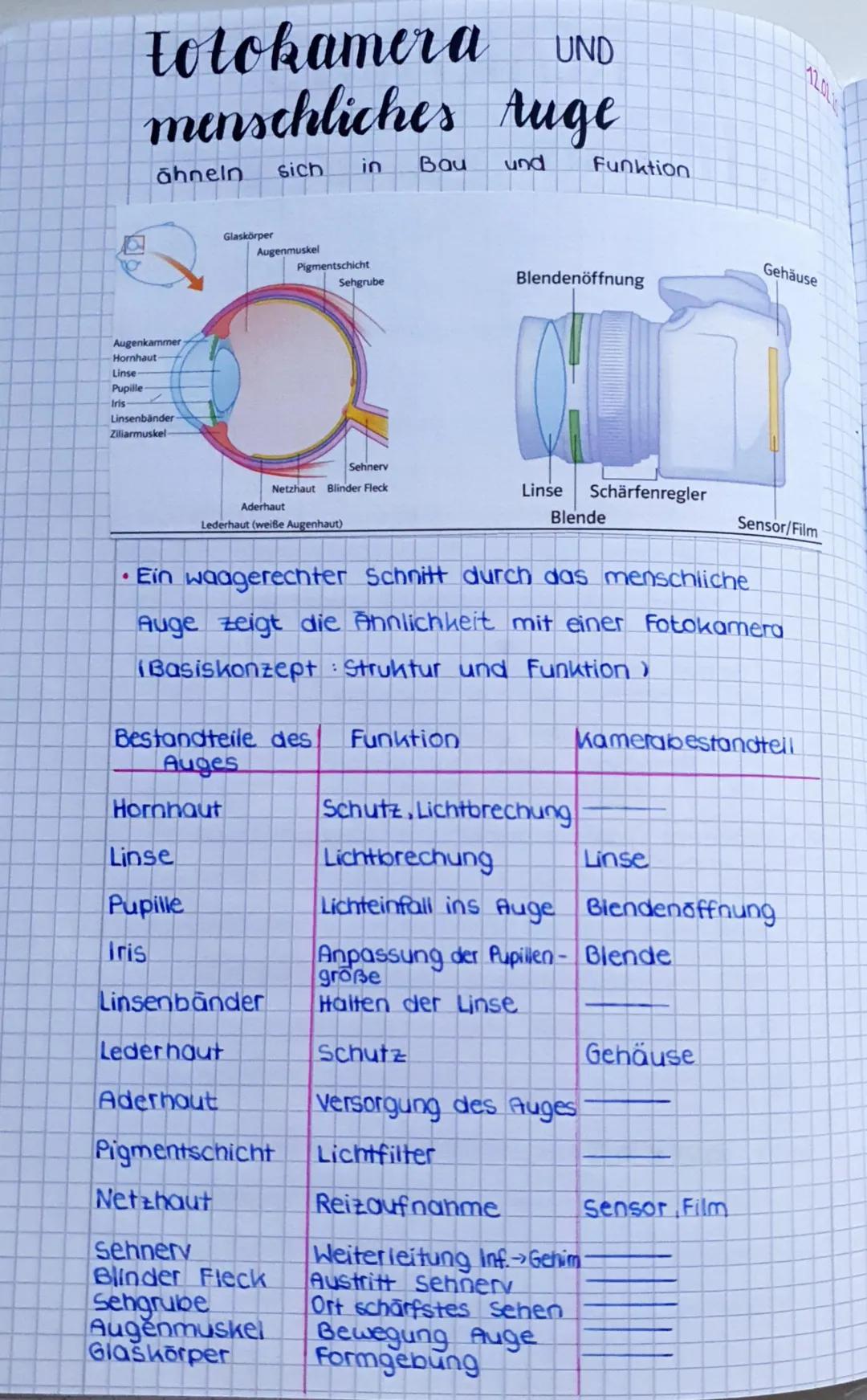 totokamera UND
menschliches Auge
in
sich
Bau und
Augenkammer
Hornhaut-
Linse
Pupille
Iris
ähneln
●
Linsenbänder
Ziliarmuskel-
Glaskörper
Aug