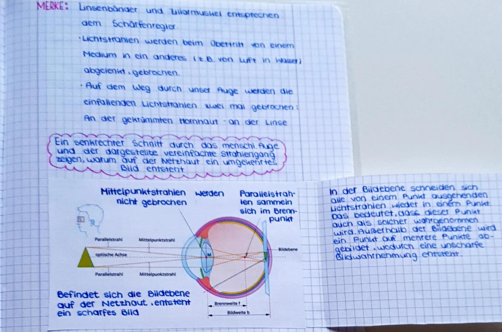 totokamera UND
menschliches Auge
in
sich
Bau und
Augenkammer
Hornhaut-
Linse
Pupille
Iris
ähneln
●
Linsenbänder
Ziliarmuskel-
Glaskörper
Aug