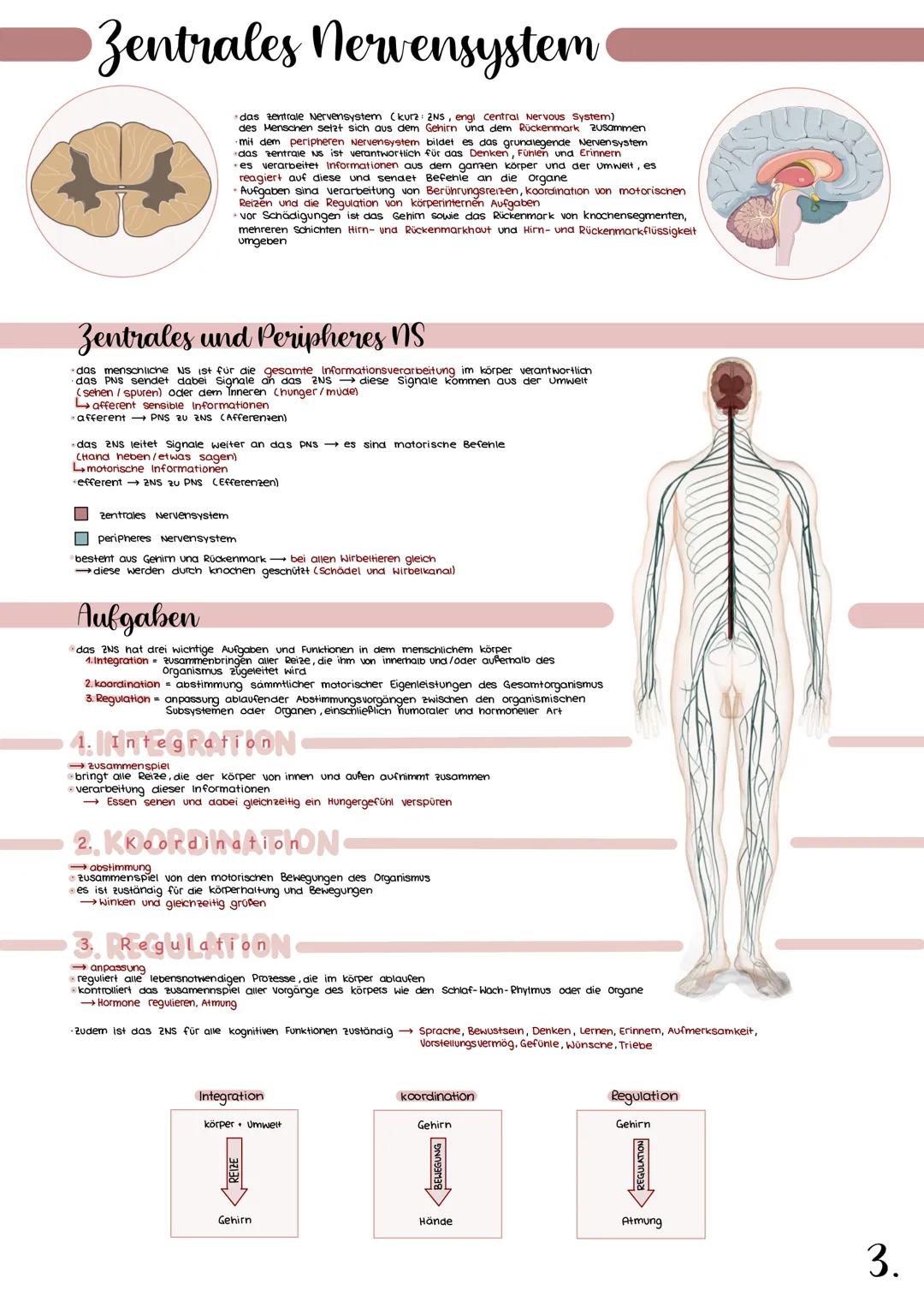 # Zentrales Nervensystem

- das te zentrale Nervensystem (kura: 2NS, 2NS, engi central Nervous System)
- des Menschen setzt sich aus dem Geh