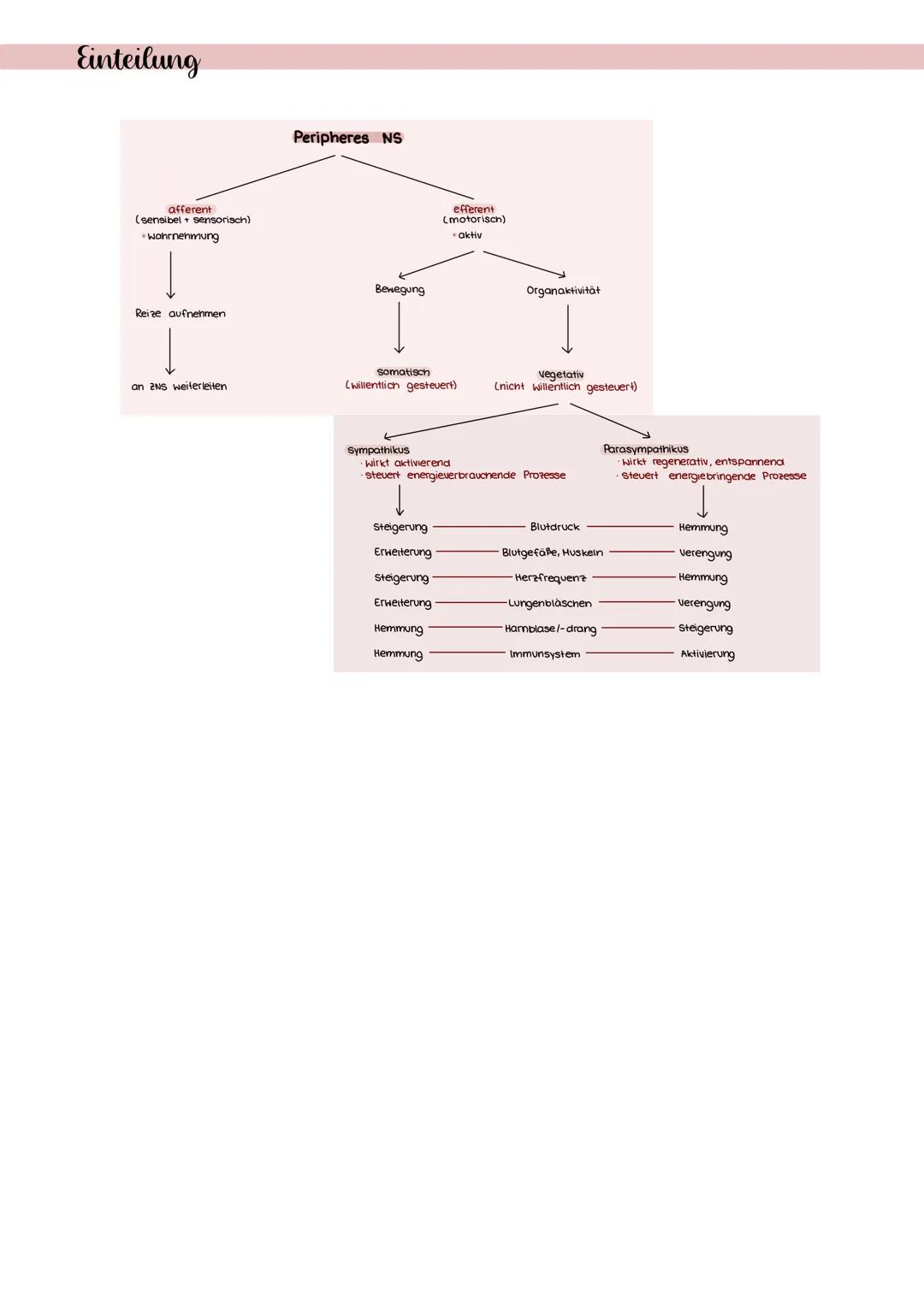 # Zentrales Nervensystem

- das te zentrale Nervensystem (kura: 2NS, 2NS, engi central Nervous System)
- des Menschen setzt sich aus dem Geh