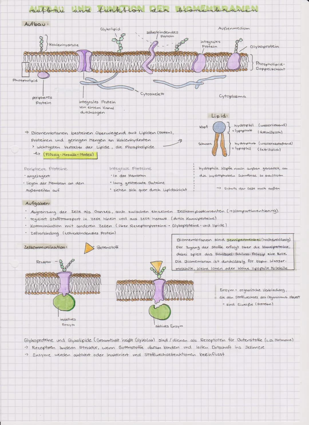 Biomembran, Osmose und Diffusion