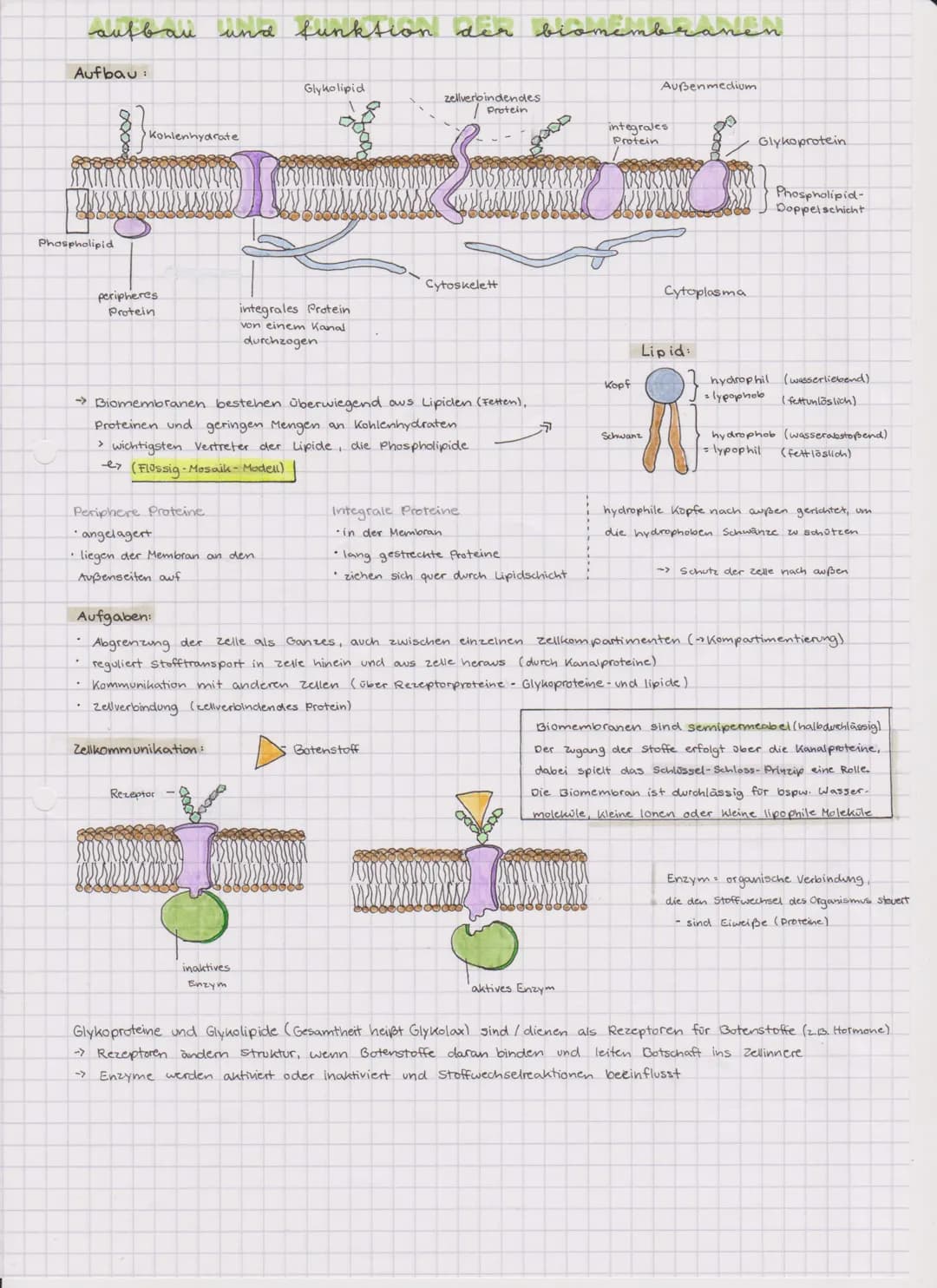 aufbau und funktion
Aufbau:
Phospholipid
Kohlenhydrate
peripheres.
Protein
Periphere Proteine
·angelagert
• liegen der Membran an den
Außens