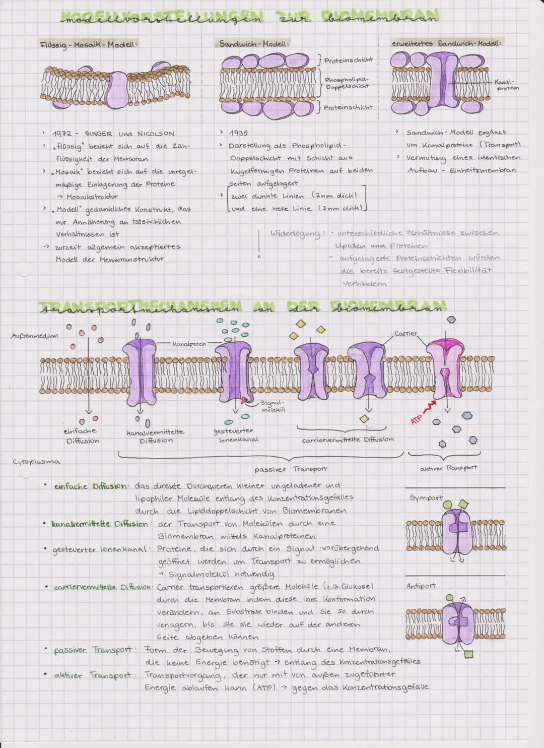 aufbau und funktion
Aufbau:
Phospholipid
Kohlenhydrate
peripheres.
Protein
Periphere Proteine
·angelagert
• liegen der Membran an den
Außens
