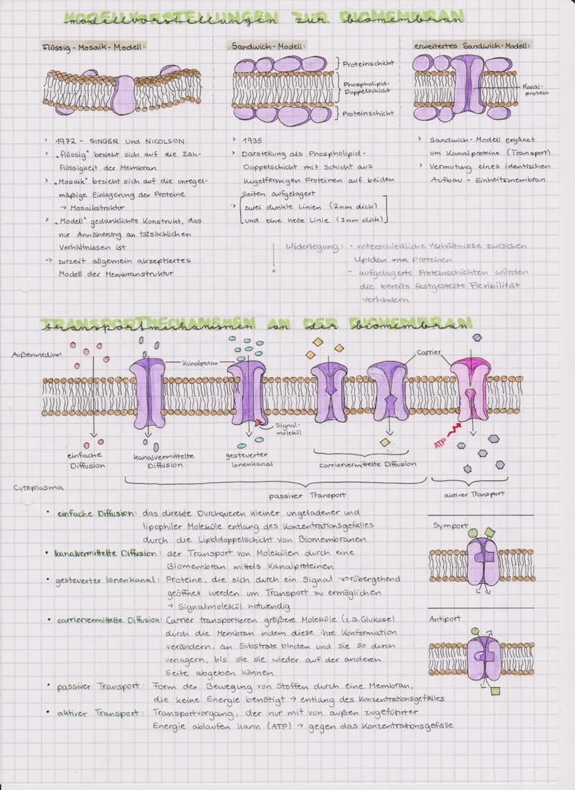 aufbau und funktion
Aufbau:
Phospholipid
Kohlenhydrate
peripheres.
Protein
Periphere Proteine
·angelagert
• liegen der Membran an den
Außens