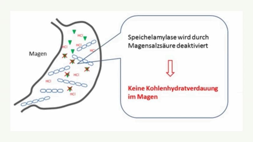 Kohlenhydrate
20.10.2021 Von: Lilli, Jaqueline und Asmen Gliederung
1. Allgemeine Information
2. Kohlenhydrate in der Chemie
3. Hauptsächlic