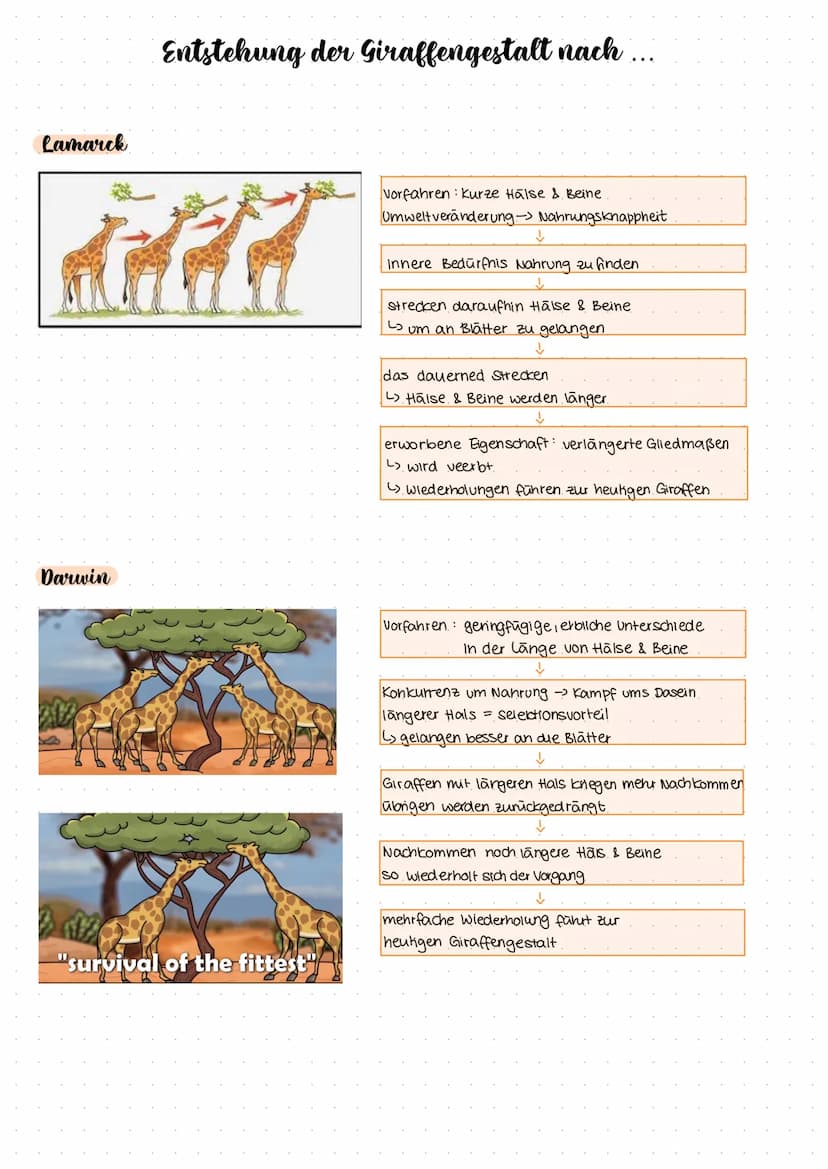 Evolution
Grundkurs Evoluhonstheorien
Charle Darwin's Evolutionstheone
Jean Bapiste de Lamarck's Evolutionstheorie.
Vergleich der beiden The