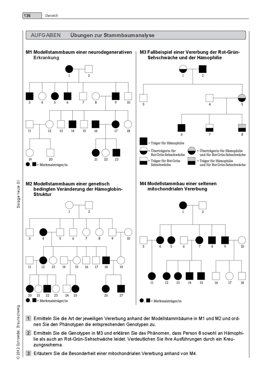 Stammbaumanalyse Übungen PDF und Lösungen für Klasse 10