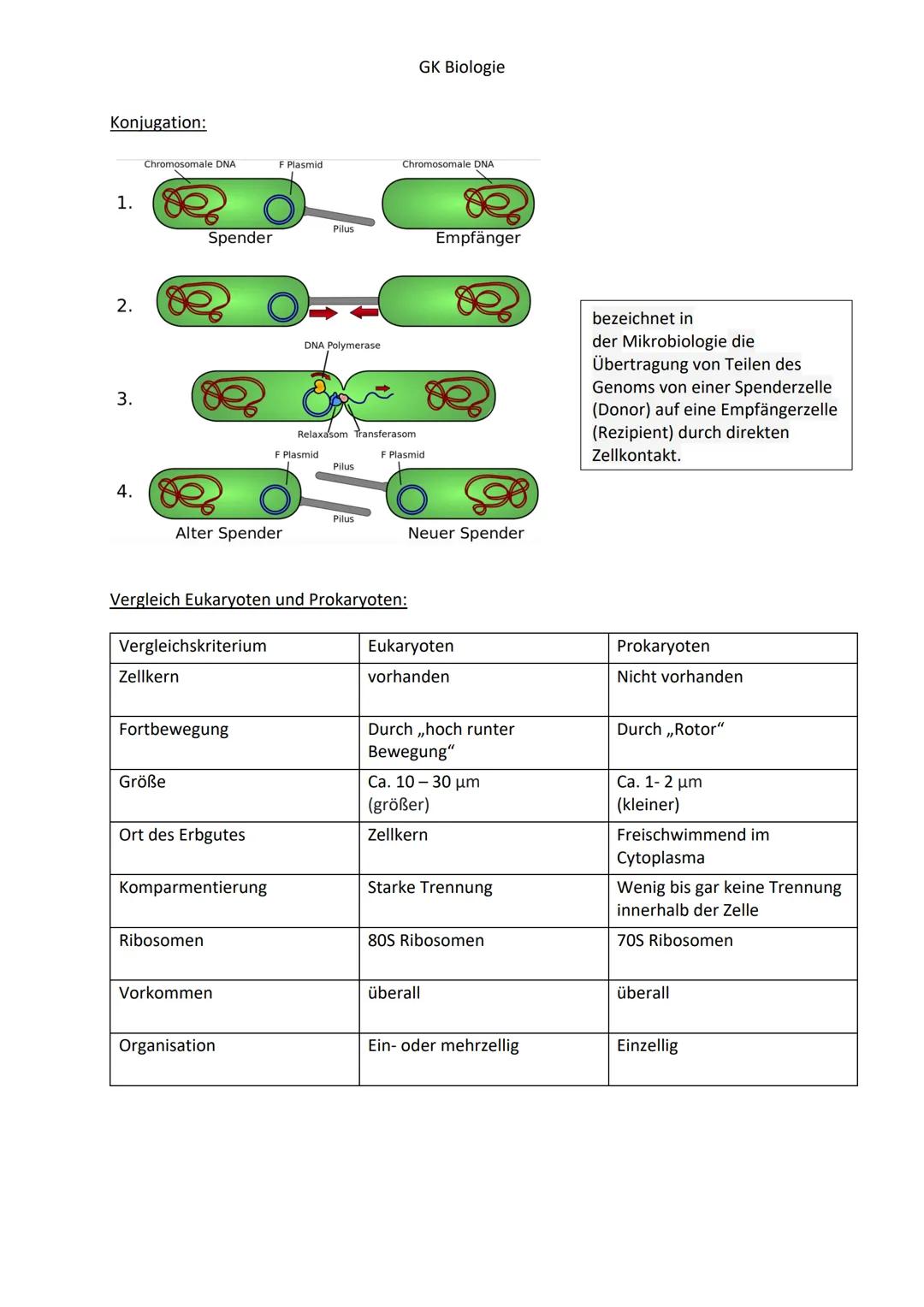 Prokaryoten:
Pili
Ribosomen.
Plasmid
Cytoplasma.
de.svg.png)
Cytoplasmamembran
Bestandteil
Zellwand
Zellmembran
Kapsel
Zellwand
Plasmid
Pili