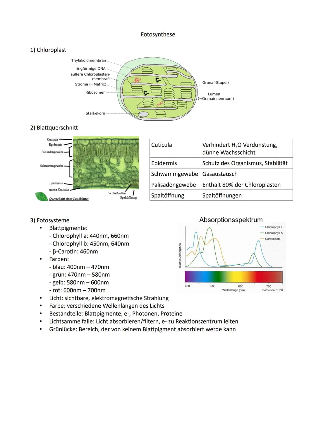 1) Chloroplast
2) Blattquerschnitt
Cuticula
Epidermis
Palisadengewebe
Schwammgewebe-
●
3) Fotosysteme
●
●
Epidermis
untere Cuticula
●
Thylak