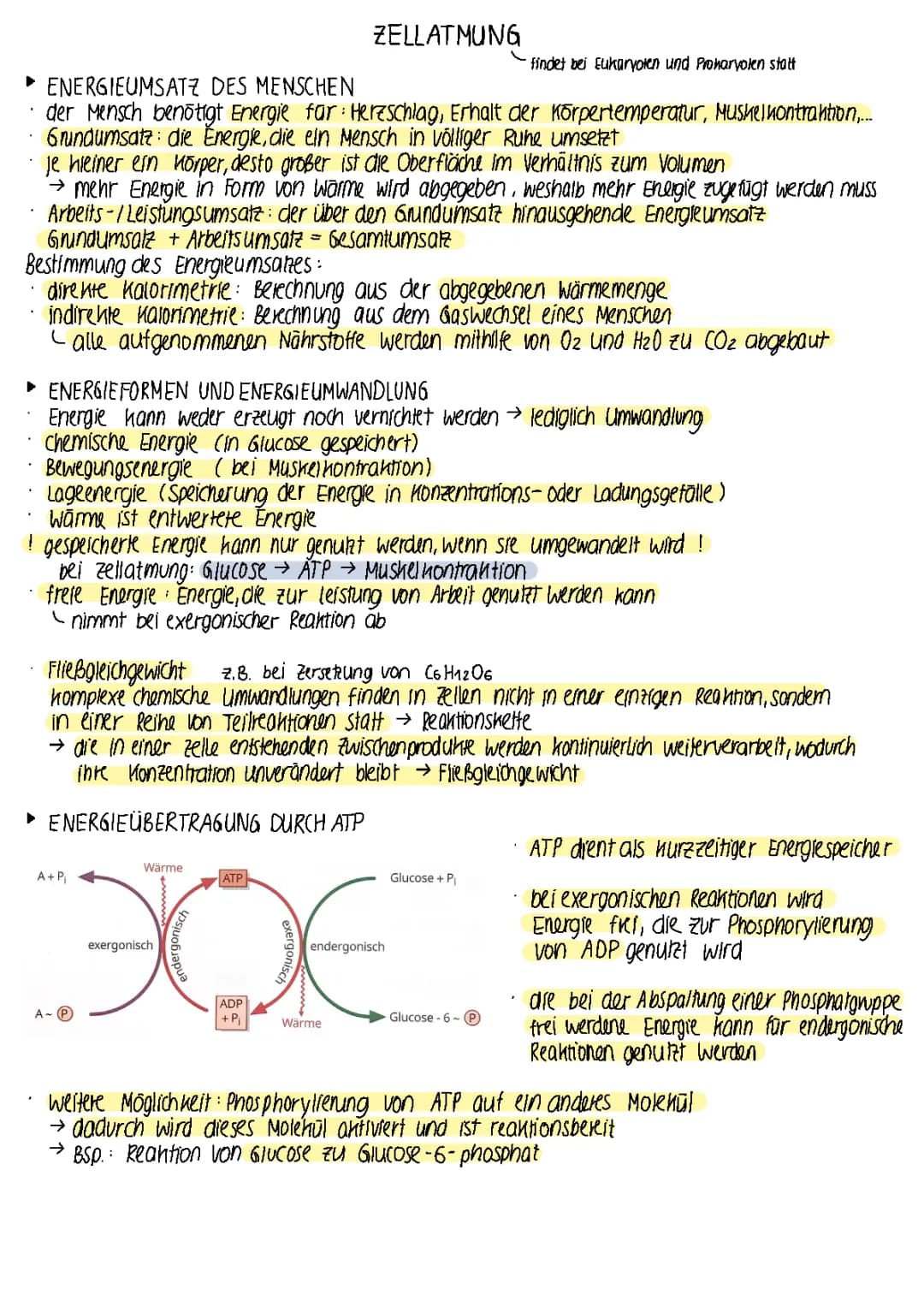 Leistungskurs Biologie: Dissimilation (Zellatmung)