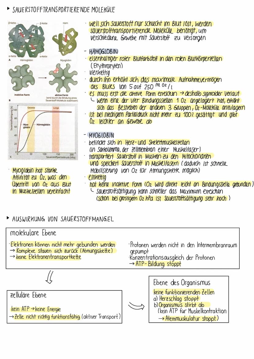 ► ENERGIEUMSATZ DES MENSCHEN
der Mensch benötigt Energie für Herzschlag, Erhalt der Körpertemperatur, Muskelkontraktion,...
Grundumsatz die 