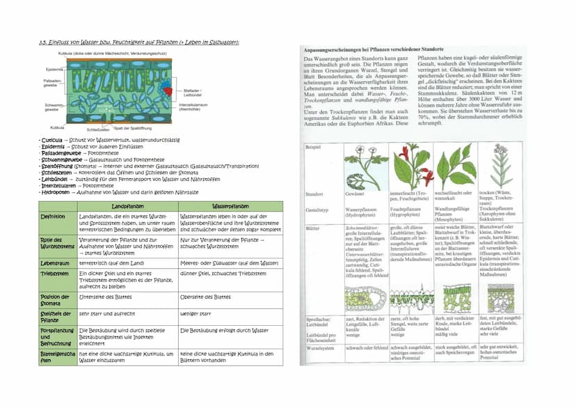 Abitur Zusammenfassung: Ökologie
Themen:
1. Ökologische Betrachtungsebenen und Fachbegriffe:
1.1. Autökologie/Synökologie
1.2. Umweltfaktore