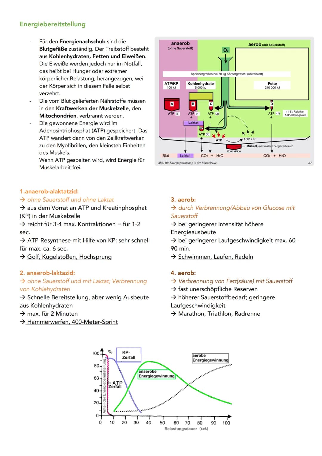 Energiebereitstellung
Für den Energienachschub sind die
Blutgefäße zuständig. Der Treibstoff besteht
aus Kohlenhydraten, Fetten und Eiweißen