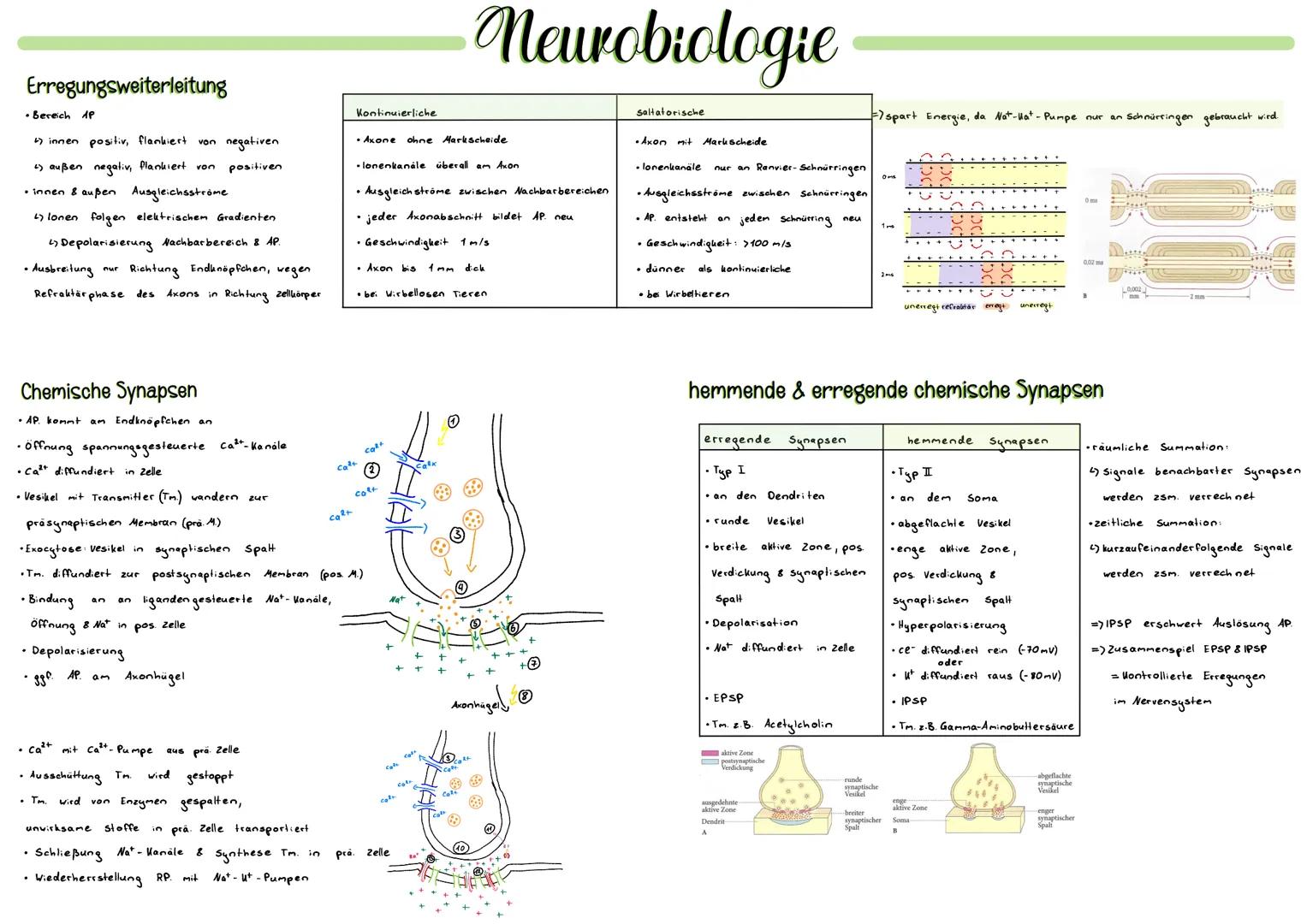# Nervenzellen Aufbau

ohne Myelinschicht

- Dendrit
  - Aufnahme von Informationen &
    weiterleitung zum soma

# Neurobiologie

# Ruhepot