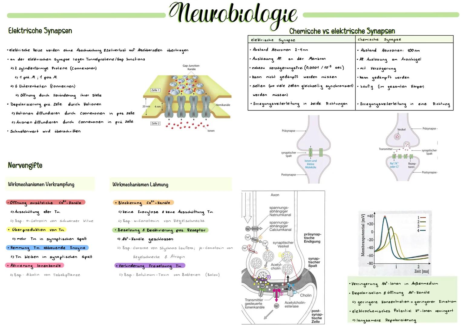 # Nervenzellen Aufbau

ohne Myelinschicht

- Dendrit
  - Aufnahme von Informationen &
    weiterleitung zum soma

# Neurobiologie

# Ruhepot
