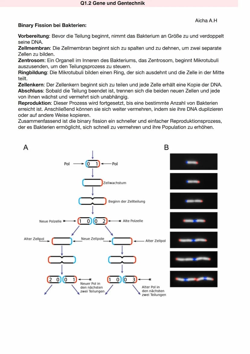 Q1.2 Gene und Gentechnik
Aicha A.H Q1.2 Gene und Gentechnik
Aufbau von Prokaryoten:
Q1.2 Gene und Gentechnik
Bau und Vermehrung von Bakterie