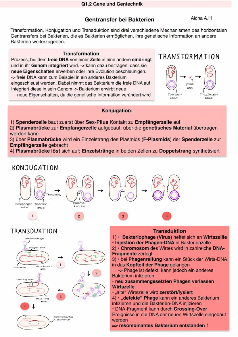 Q1.2 Gene und Gentechnik
Aicha A.H Q1.2 Gene und Gentechnik
Aufbau von Prokaryoten:
Q1.2 Gene und Gentechnik
Bau und Vermehrung von Bakterie