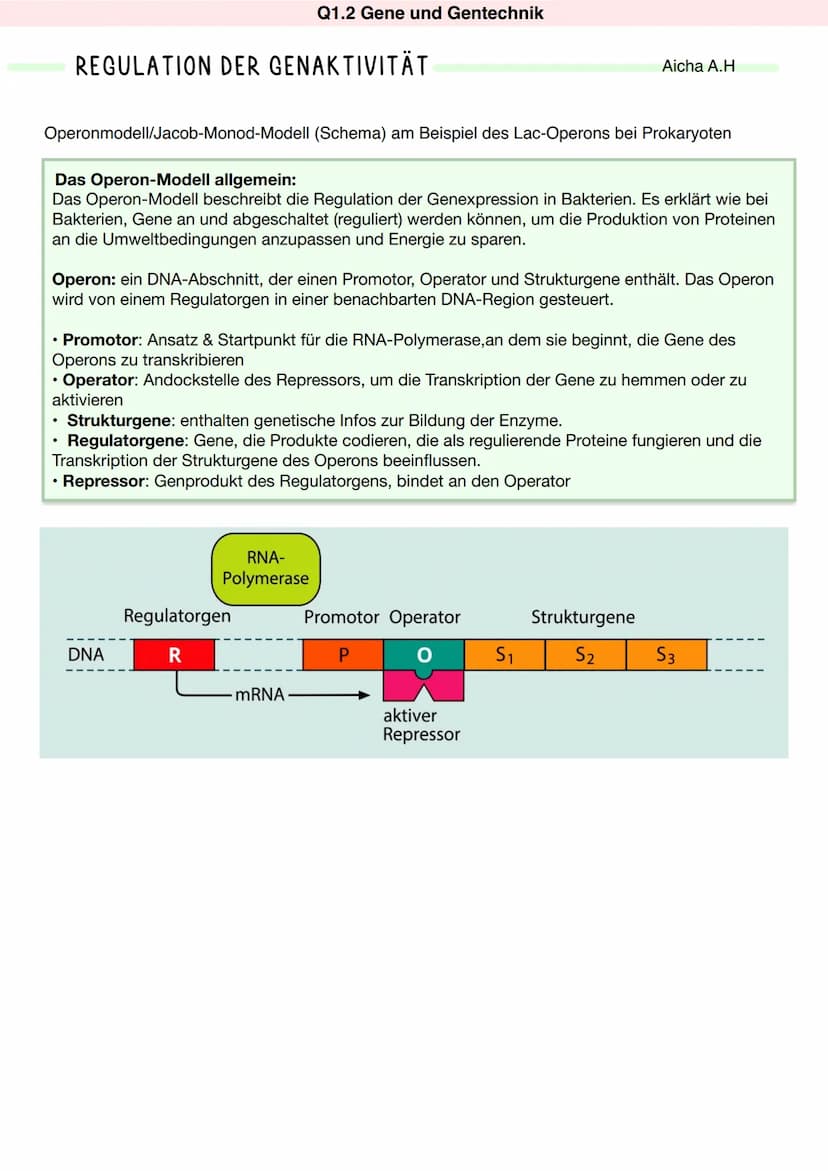 Q1.2 Gene und Gentechnik
Aicha A.H Q1.2 Gene und Gentechnik
Aufbau von Prokaryoten:
Q1.2 Gene und Gentechnik
Bau und Vermehrung von Bakterie