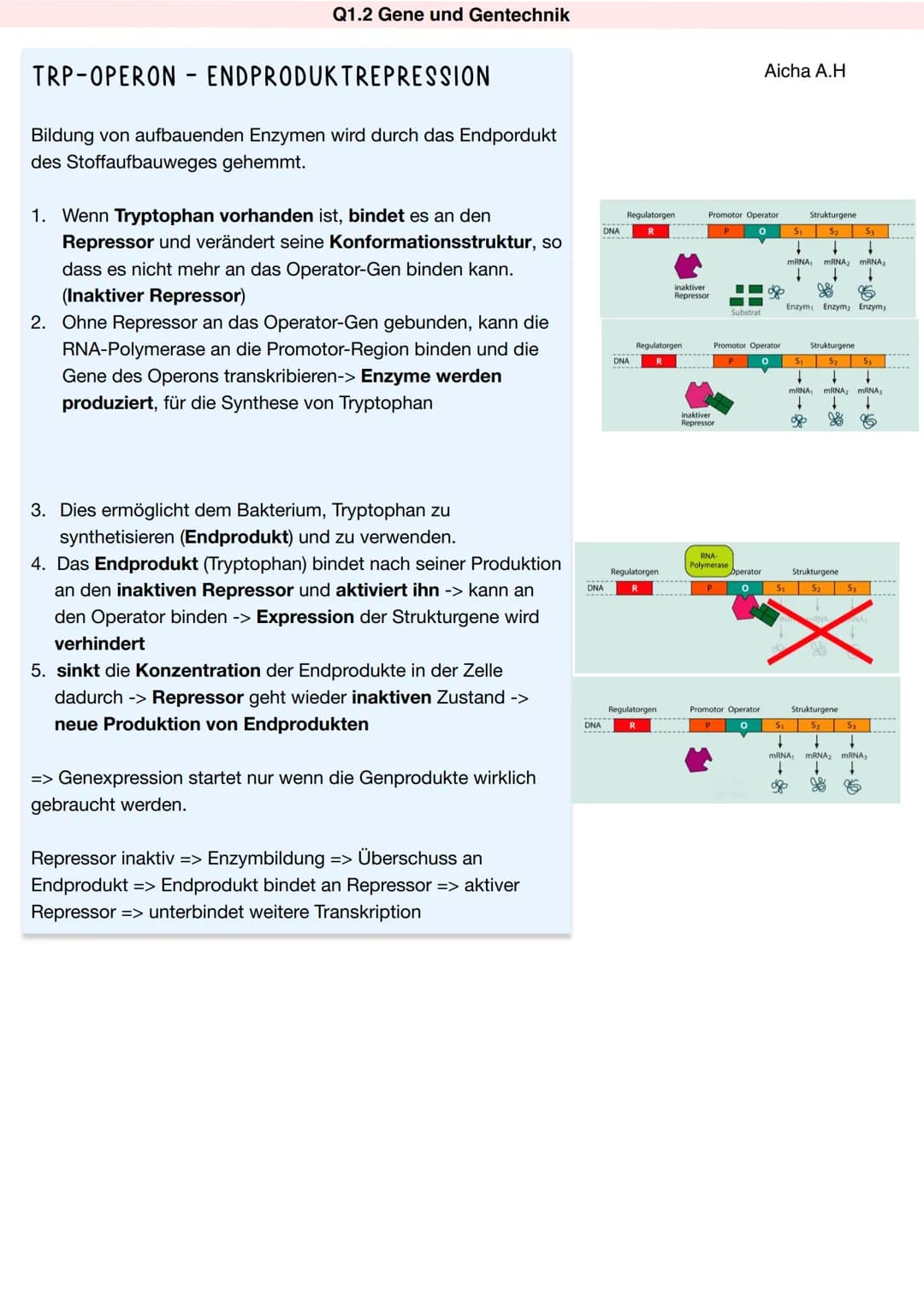 Q1.2 Gene und Gentechnik
Aicha A.H Q1.2 Gene und Gentechnik
Aufbau von Prokaryoten:
Q1.2 Gene und Gentechnik
Bau und Vermehrung von Bakterie