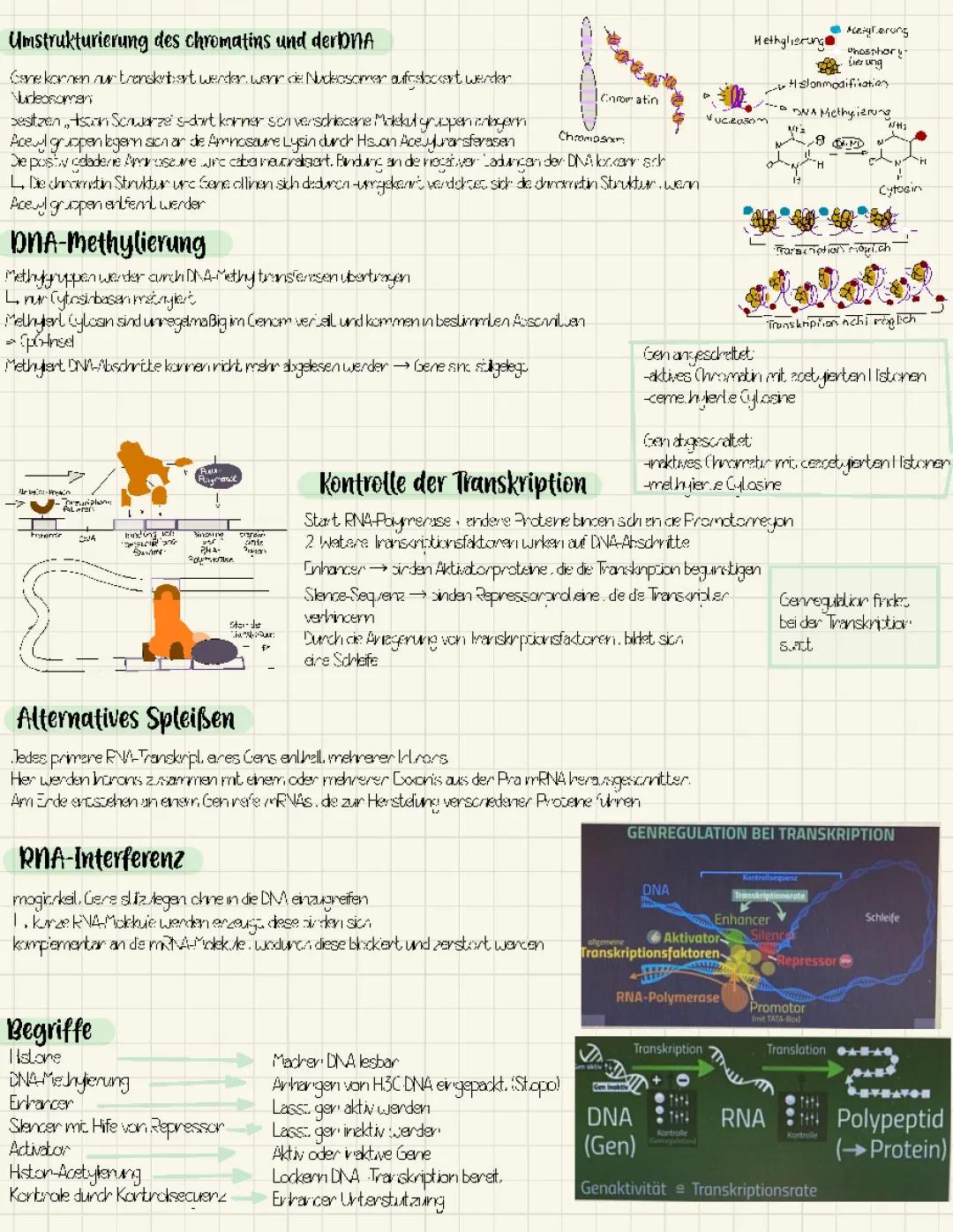 Genregulation bei Eukaryoten Arbeitsblatt: Einfache Erklärungen und Beispiele